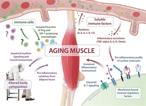 Aging Of Skeletal Muscle Is Central In The Pathogenesis Of Immune