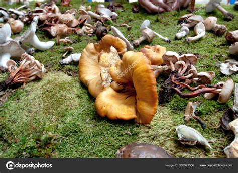 Omphalotus Olearius Poisonous Mushroom Commonly Known Jack Lantern