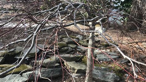 Winter Pruning Of Japanese Maples Youtube