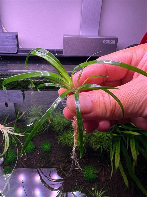 Eriocaulon Sp Vietnam Rare Live Aquarium Plant | eBay