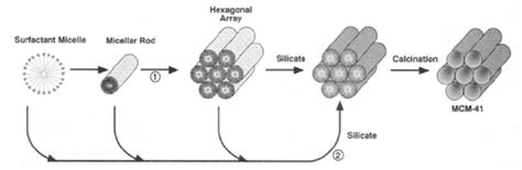 proposed mechanism  mcm  formation   scientific diagram