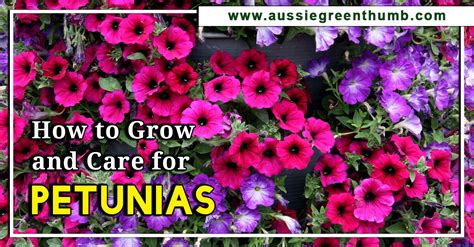 How To Grow And Care For Petunias