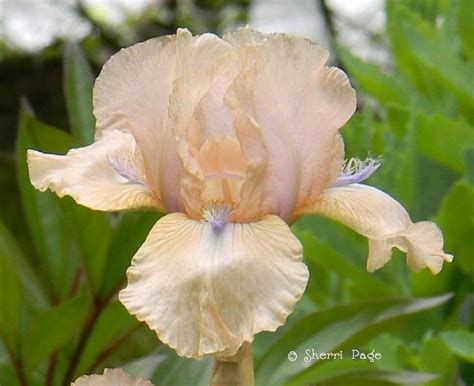Fotó Intermediate Bearded Iris Iris Concertina Feltöltötte