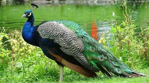 Росица роси - песен - YouTube