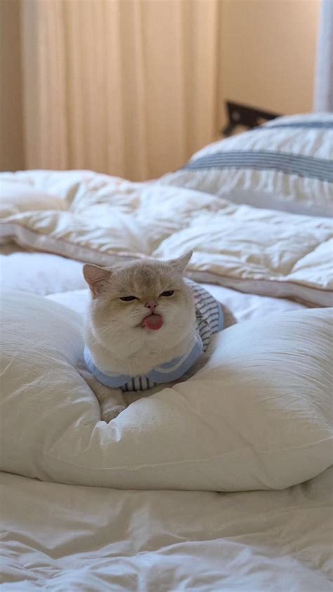 Pin By Omaima On مرات الحفظ السريع Baby Cats Cute Cats Photos Cute