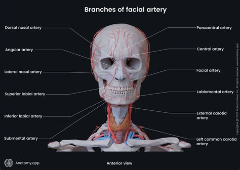 Facial Artery Anatomyapp