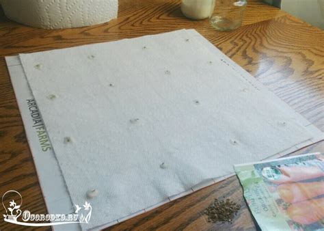 как сажать семена моркови на ленте | Морковь, Советы для дома, Для дома