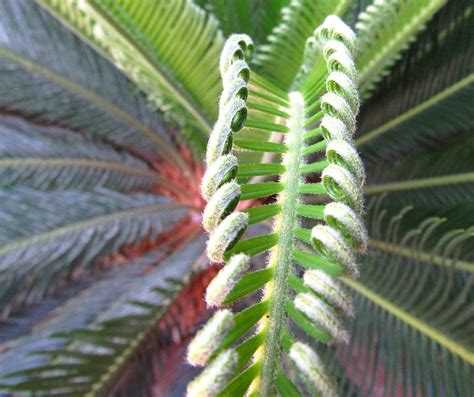 Sago Palm Curls Photograph By Adrienne Wilson Pixels