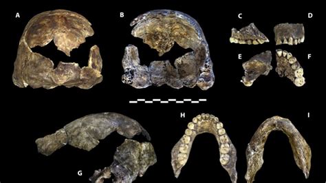 Researchers Announce Discovery Of Early Human Ancestor