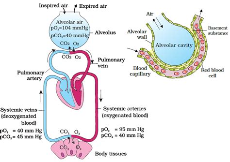 Breathing And Exchange Of Gases Notes Class Part Gas Exchange