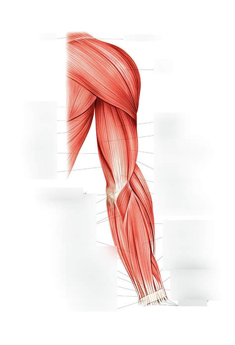 Lateral View Of Arm Diagram Quizlet