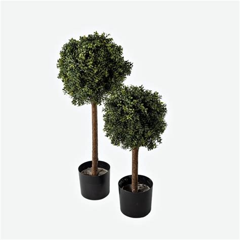 Boxwood Topiary – Atlas Pots