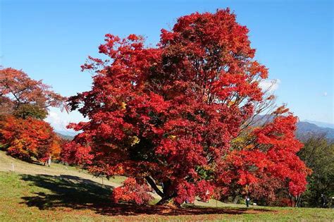 Arce Rojo Acer Rubrum Red Sunset Descripci N Plantaci N Cuidado