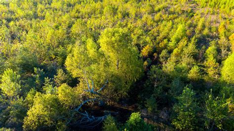louisiana ponderosa ranch  point coupee mitigation bank