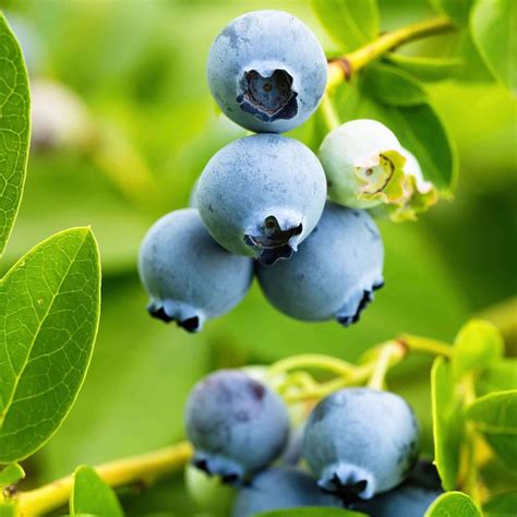 Jubilee Blueberry Bush | Plants Express
