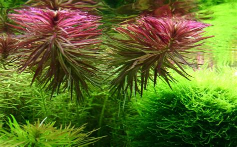 Limnophila aromatica – Aquarium Gallery