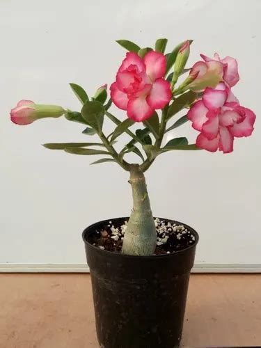 Adenium Plant at Rs 50/piece | Adenium Plant in Jabalpur | ID: 22363666688