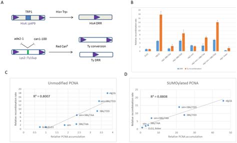 A Structure Function Analysis Of The Yeast Elg1 Protein Reveals The