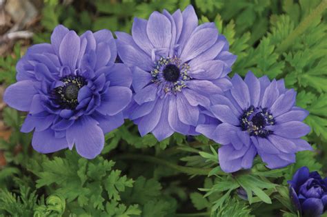 Анемона "Лорд Лейтенант" "ColorLine" | отзывы