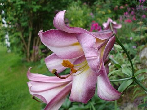 Lilium - Lilium - qaz.wiki