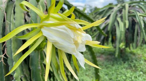 S Th N O N U V N Thanh Long Tr Th Nh I M N C C Hot Cho Chuy N Du L Ch T T