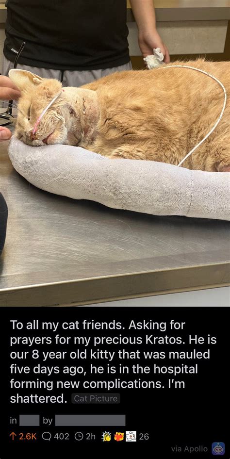 Update From Jacqueline ‘tiger Durand Rbanpitbulls