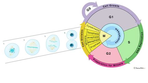 Mitosis And The Cell Cycle Diagram Quizlet