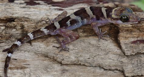 species  day   gecko cyrtodactylus phnomchiensis