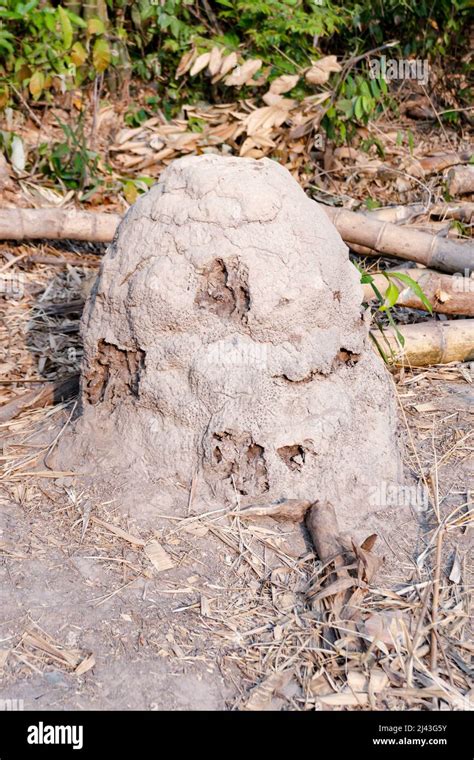 Termite Nest Mound Giant Termites Stock Photo Alamy