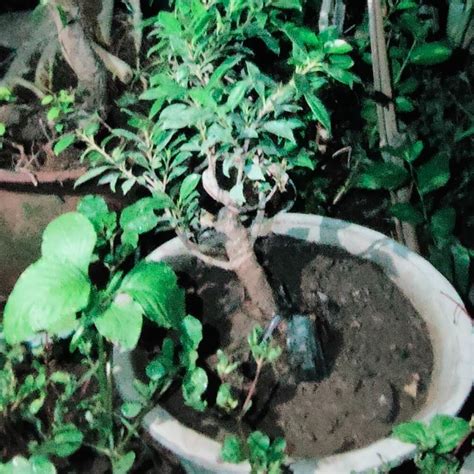 jual tanaman bonsai kimeng bahan pot ukuran  cm gambar real kode