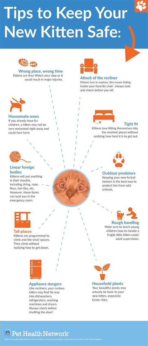 tips     kitten safe kitten care cat care kittens