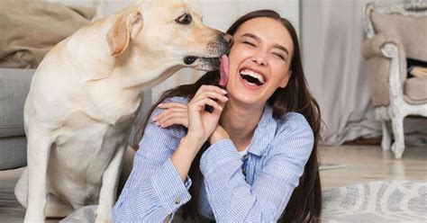 Por Que Cachorros Lambem Os Donos Veterin Ria Explica