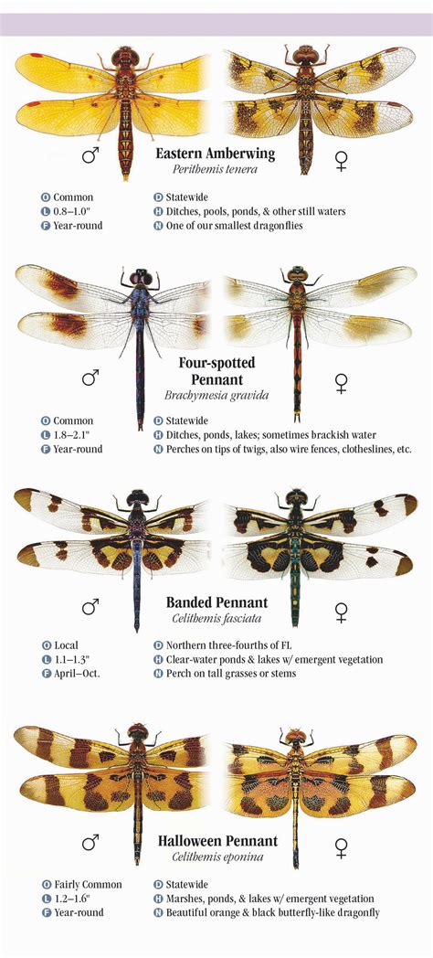 Dragonfly Identification Chart