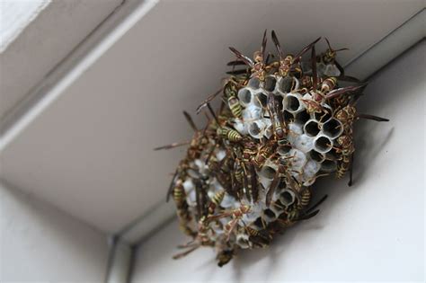 Beehives Vs Wasp Nests How To Identify The Differences