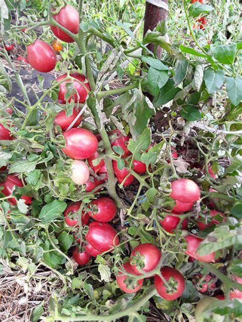 Русские Колокола Томат Фото – Telegraph