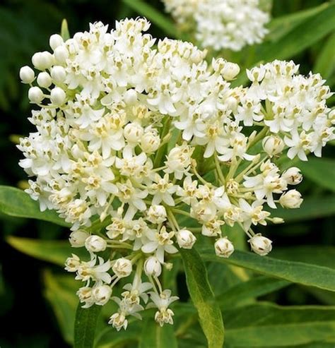 Ice Ballet Swamp Milkweed Asclepias Incarnata Ice Ballet Canada