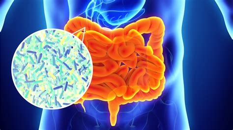Gut Health - Microbiome - SPDT 4 LIFE