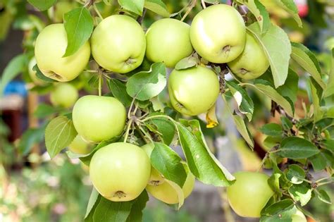 Яблоня колоновидная - Изумруд: купить недорого в Новосибирске | Сибирь Сад