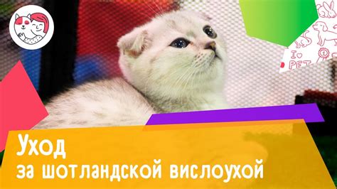 6 особенностей ухода за шотландской вислоухой кошкой - YouTube