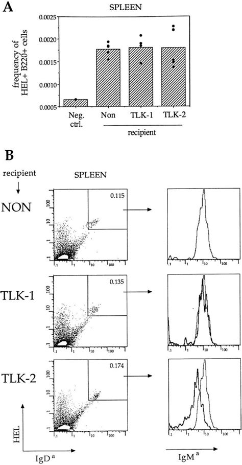 Small Numbers Of Circulating HEL Specific B Cells Are Not Eliminated In