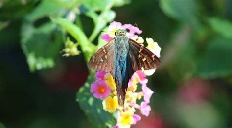 30 Beautiful Host Plants For Butterflies