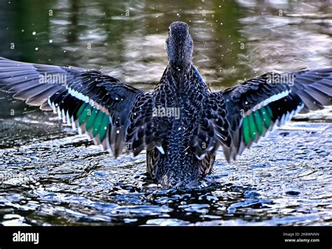 Female Teal Duck Hi Res Stock Photography And Images Alamy