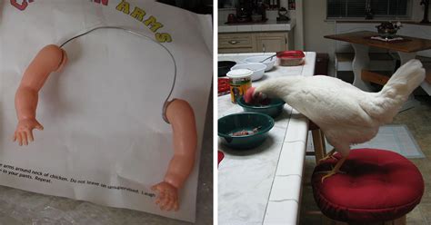 This Chicken Received A Pair Of Muscly Arms In The Mail And Ended Up