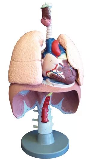 OpenMedis modele anatomiczne model układu oddechowego