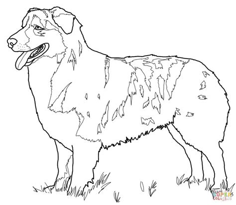 Australian Shepherd coloring page | Free Printable Coloring Pages