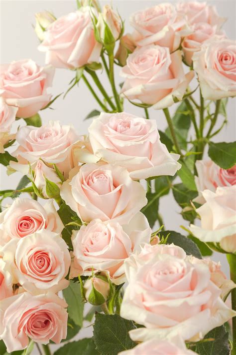 Rosaprima Launches New Spray Roses