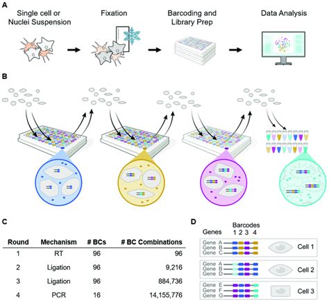 Overview Of Evercode Whole Transcriptome Workflow A A Single Cell Or