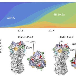 Emergence of the 6B.1A.5a.1 (A5a.1) and 6B.1A.5a.2 (A5a.2) clades of ...