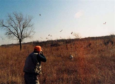 Oklahoma Quail Hunting,Guided Quail Hunt, Kansas Quail Hunting