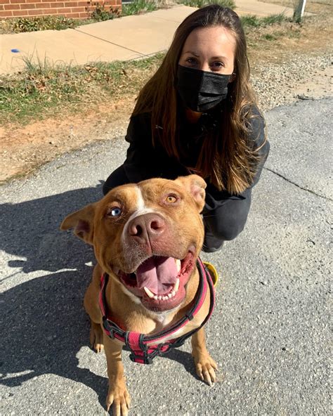 guilford county animal services